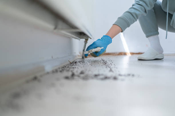 Flea Control Services in Decatur, IN